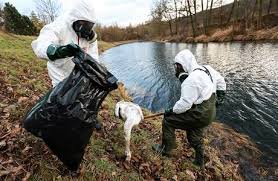 Během dalších dní přibývají příznaky z postižení dýchacích cest: Ptaci Chripka V Cesku Lidi Ani Dalsi Savce Neohrozuje Zdravi Lidovky Cz