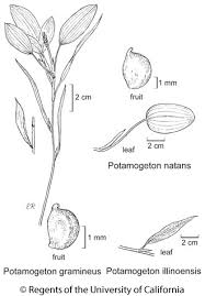 Image result for Potamogeton