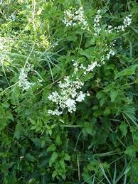 Image result for Brachyachne fulva