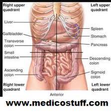 Find the perfect female abdomen stock illustrations from getty images. Abdominal Anatomy Injuries Diagram Quizlet