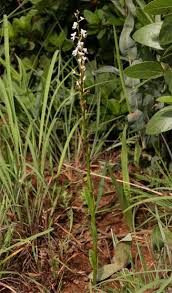 Image result for Disa aconitoides