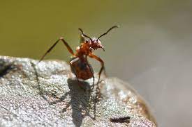 I go to houses where there's cupboards that are put outside food bowls away from the house and only feed your pet what it can eat in one go. Ants Southern Highlands Pest Control