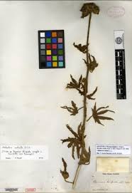 Image result for Pavonia leptocalyx