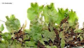 Image result for Didymoglossum erosum