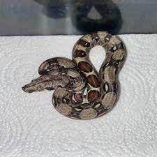 Colombian Red Tail Boa Cb Baby Boa Constrictor Jungle Bob S Reptile World