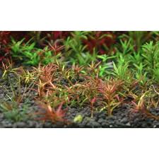 Image result for Rotala mexicana