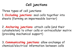 Cells are linked together by cell junctions and are supported by a matrix which they themselves secrete. Chapter 19 Cell Junctions And The Extracellular Matrix Know The Terminology Cadherins Integrins Tight Junction Desmosome Adhesion Belt Hemidesmosome Ppt Download