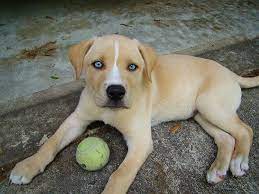 30 vidov skreshyonnyh porod sobak v kotorye vy vlyubites mixed breed dogs dog crossbreeds dog breeds