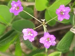 Image result for Commicarpus