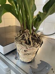 How To Take Care Of Anthurium Plants Indoors - Natalie Linda