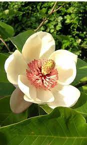 7 Tulip Magnolia Tree Seeds 1034 Magnolia Flower Pretty Flowers Love Flowers