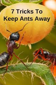 Does epsom salt kill ants yes, epsom salt can work on ants but not particularly get rid of them if the infestation is large. Ants Are A Tricky Pest Some Are Harmless And Often They Re A Sign Of Other Detrimental Pests Like Aphids Ants Plants That Repel Ants Epsom Salt For Plants