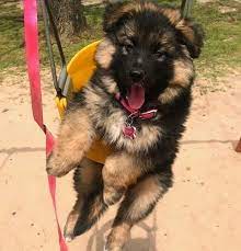Checking 'include nearby areas' will expand your search. German Shepherd Puppy For Sale Pupies For Sale Near Me Facebook