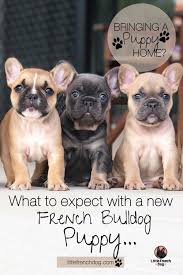 In comparison, the average golden retriever produces 8 puppies in a litter. What To Know Before You Buy A Frencie Bulldog Puppies French Bulldog Bulldog Puppy Training