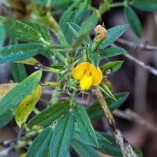 Image result for Stylosanthes