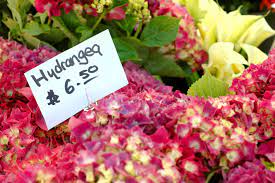 Check spelling or type a new query. How To Start A Flower Farming Business Profitable Plants