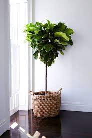 plum pretty sugar natural home decor interior plants indoor balcony hook planter