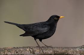 Black Bird With Large Orange Beak Male Blackbird The Males Live Up To Their Name But Confusingly Females Are Brown Often With Spots And Streaks On Th Black Bird Bird Photo Female Blackbird