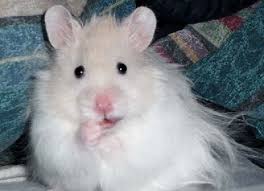 Kaytee Fun Pet Photos Hamsters As Pets Bear Hamster Syrian Hamster