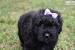 Brown Bouvier Des Flandres
