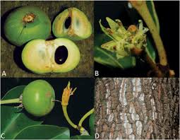 Image result for Manilkara koechlinii