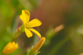 Yellow Sorrel Photo Yellow Garden