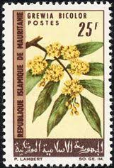 Image result for Grewia microthyrsa