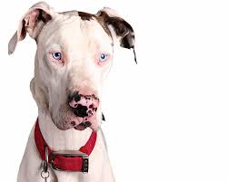 Some great danes may drool. San Antonio Great Dane Rescue Homeward Bound Dog Rescue We Do Everything Possible To Save The Dogs We Commit To Even Those With Unique Health Challenges