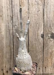 Image result for Fockea multiflora