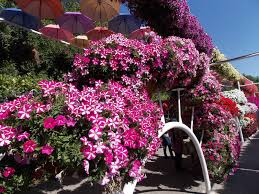 Image result for foto muškáty