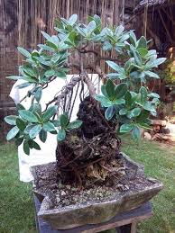 Bonsai For Sale Posts Facebook