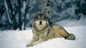 1920x1080 wold wolf blue eyes scary snowfall winter hd wallpaper. Wolf Wallpaper Hd