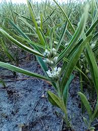 Image result for Cyphostemma subciliatum