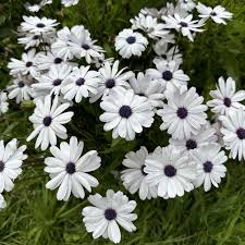 Image result for foto Osteospermum