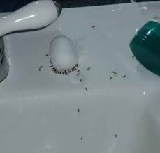 Remember Borax Ant Bait Borax Is The Most Common Ingredient In House Ant Control Products And Get This It S Absolutely 100 N Ants In House Get Rid Of Ants Ants