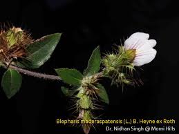 Image result for Blepharis integrifolia