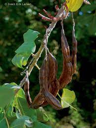 Johannesbrodtre Carob Algarrobo Seed Pods Carob Orchard Tree