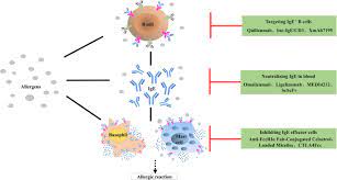 Anti-Ige Therapy For Ige-Mediated Allergic Diseases: From Neutralizing Ige  Antibodies To Eliminating Ige+ B Cells | Clinical And Translational Allergy  | Full Text