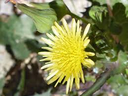 Image result for Sonchus oleraceus