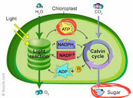 Why Is Atp Produced In Photosynthesis Used To Synthesize Glucose Biology Stack Exchange