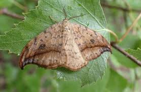 Image result for Dissotis falcipila