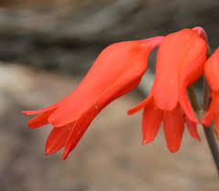 Image result for Cyrtanthus rhodesianus