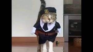 catwalk maru kittenmodelwalk cat doing actual cat walk kitten mode cat walk cats kitten