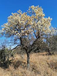 Image result for Dombeya lastii