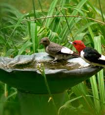 Go on to discover millions of awesome videos and pictures in thousands of other categories. Canadian Wildlife Federation How To Garden With Wildlife In Mind