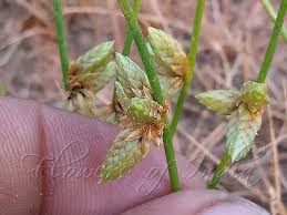 Image result for Schoenoplectiella