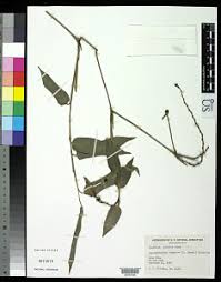 Image result for Hypselodelphys scandens