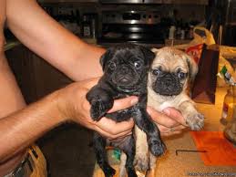 Cute pugs cute puppies bulldog puppies cute baby animals funny animals black pug puppies baby pugs small dog breeds i love dogs. Male Pug Puppy Price 300 00 For Sale In New Braunfels Texas Best Pets Online