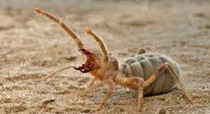 During bible times, people could travel on foot up to 15 miles a day. Pin En A Bugs Life