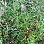 Image result for Abildgaardia ovata